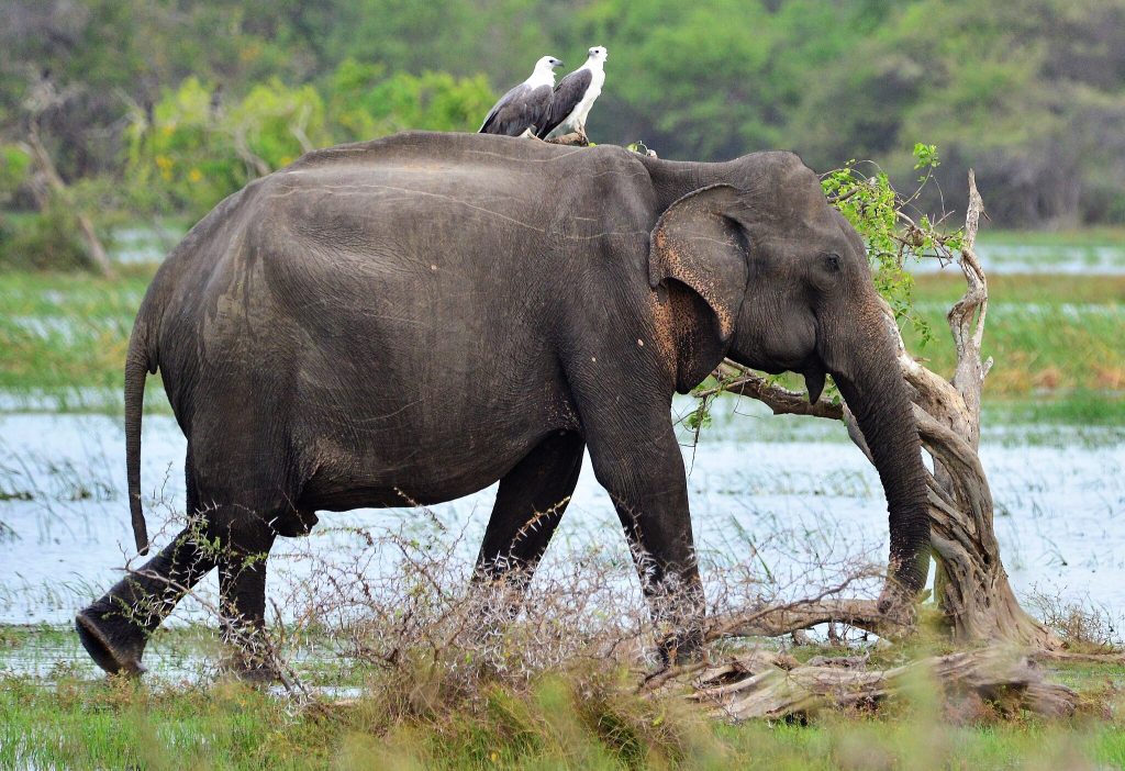 Sri_Lankan_Elephant_and_White_Bellied_Sea_Eagles_in_Kumana_National_Park