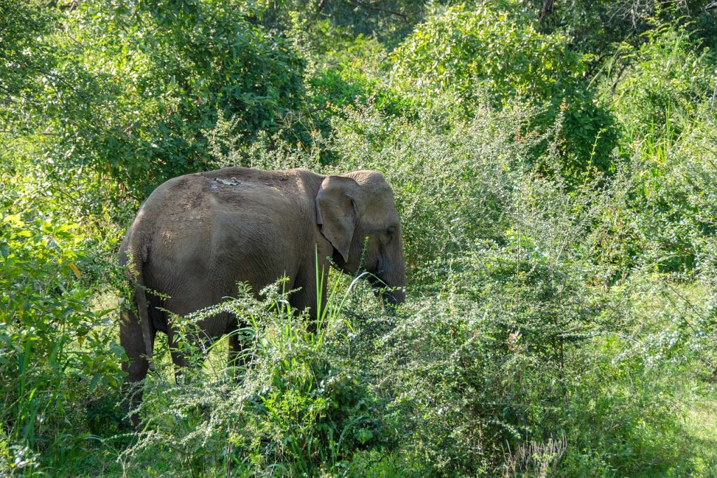 sri-lankan-elephant-4043778_1280