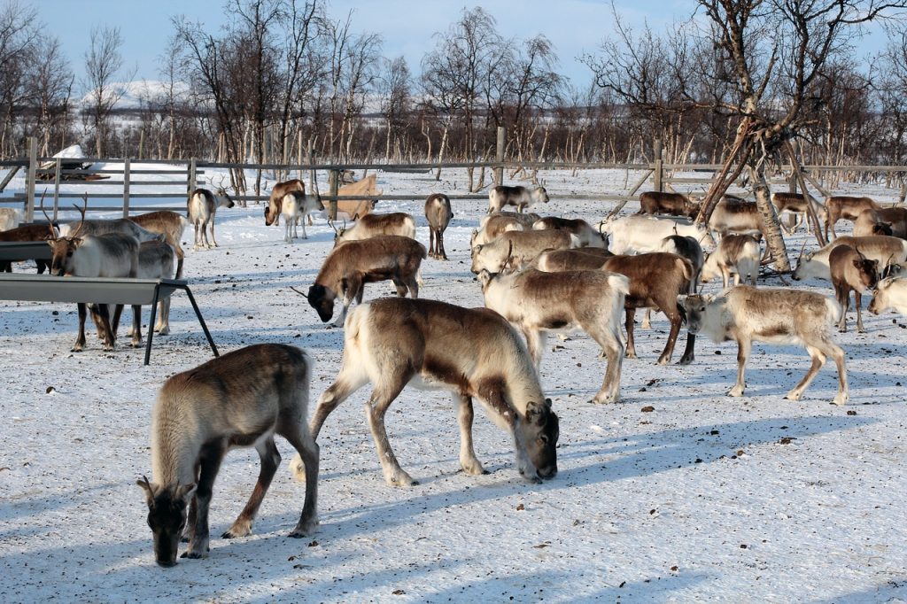reindeer-2369365_1280