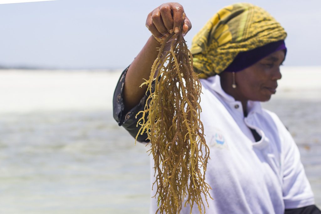 2048px-WomenWorking_SeaweedZanzibar_5